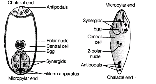 important-questions-for-class-12-biology-cbse-flower-and-its-parts-t-2-7