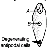 important-questions-for-class-12-biology-cbse-post-fertilisation-structures-and-events-t-23-7