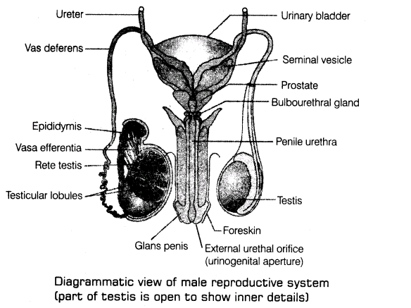 important-questions-for-class-12-biology-cbse-reproductive-systems-t-3-2