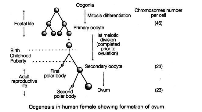 important-questions-for-class-12-biology-cbse-gametogenesis-t-32-6