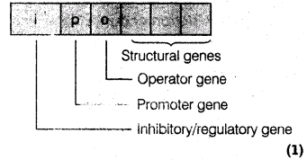 important-questions-for-class-12-biology-cbse-genetic-code-human-genome-project-and-dna-fingerprinting-t-62-20