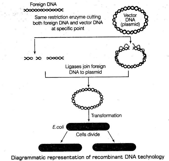 important-questions-for-class-12-biology-cbse-processes-of-recombinant-dna-technology-tp2-img 1jpg_Page1