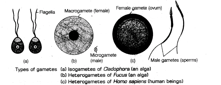 important-questions-for-class-12-biology-cbse-sexual-reproduction-t-2-1