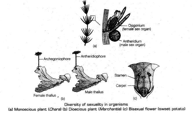 important-questions-for-class-12-biology-cbse-sexual-reproduction-