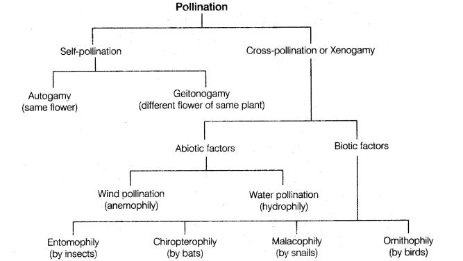 important-questions-for-class-12-biology-cbse-pollination-q-5jpg_Page1