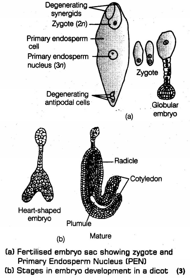 important-questions-for-class-12-biology-cbse-post-fertilisation-structures-and-events-q-1jpg_Page1