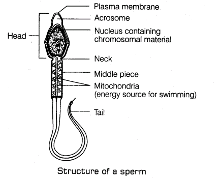 important-questions-for-class-12-biology-cbse-gametogenesis-t-32-3