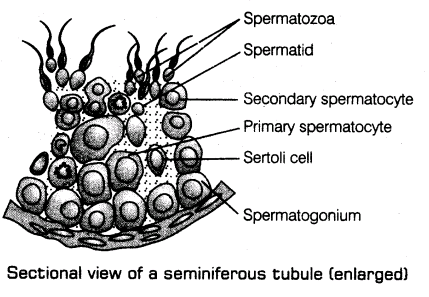 important-questions-for-class-12-biology-cbse-gametogenesis-t-32-1