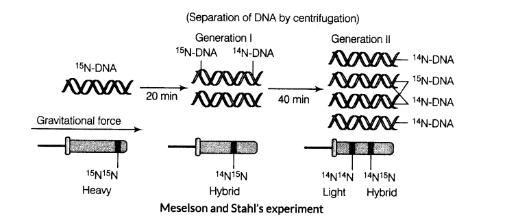 important-questions-for-class-12-biology-cbse-the-dna-and-rna-world-t-6-36