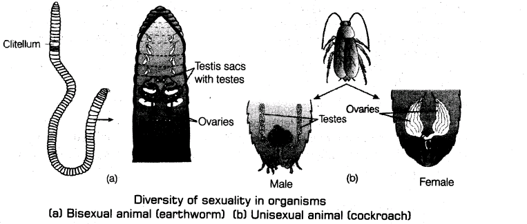 important-questions-for-class-12-biology-cbse-sexual-reproduction-t-2-2