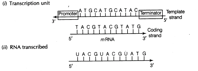 important-questions-for-class-12-biology-cbse-the-dna-and-rna-world-t-6-31