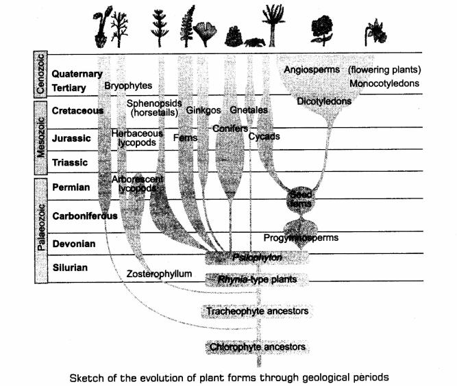 important-questions-for-class-12-biology-cbse-biological-evolution-its-mechanism-and-evolution-of-man-q-2jpg_Page1