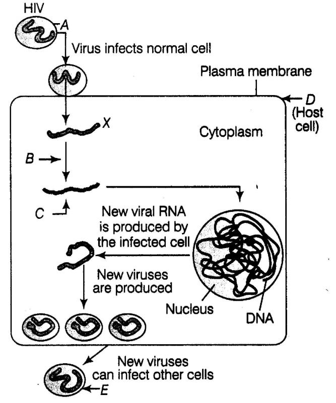important-questions-for-class-12-biology-cbse-health-common-diseases-in-human-and-immunity-q-3jpg_Page1