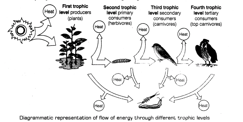 important-questions-for-class-12-biology-cbse-energy-flow-and-ecological-succession-t-14-2