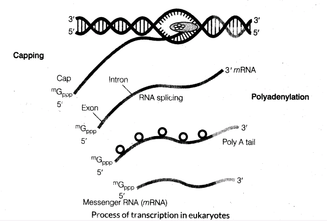 important-questions-for-class-12-biology-cbse-the-dna-and-rna-world-t-6-10
