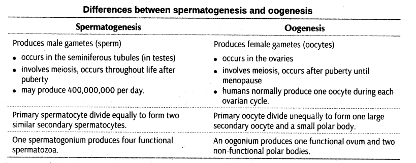 important-questions-for-class-12-biology-cbse-gametogenesis-t-32-7