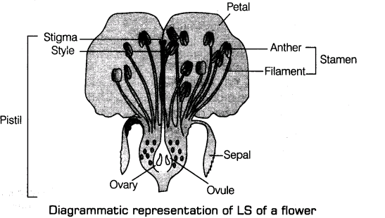 important-questions-for-class-12-biology-cbse-flower-and-its-parts-t-2-1