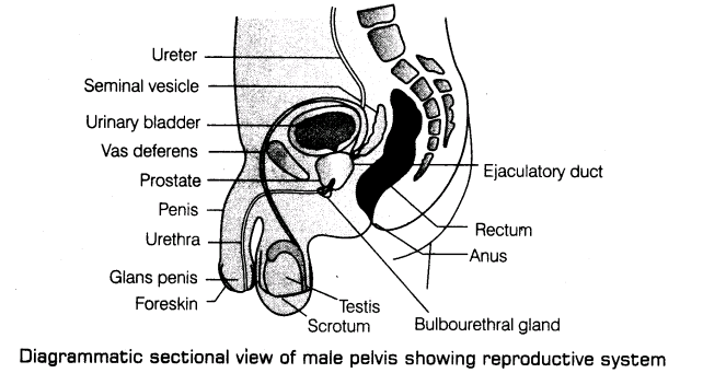 important-questions-for-class-12-biology-cbse-reproductive-systems-t-3-1