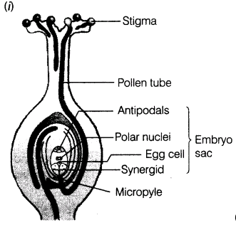 important-questions-for-class-12-biology-cbse-pollination-t-22-7