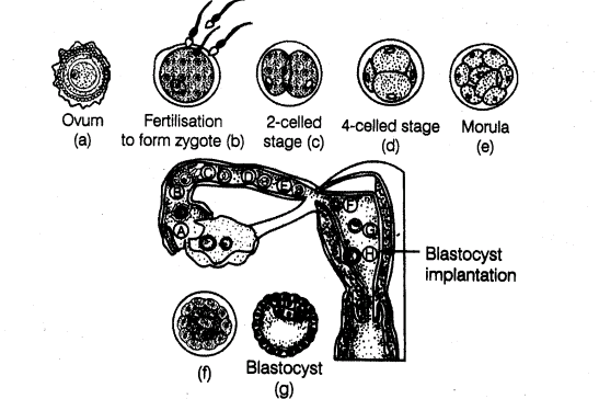 important-questions-for-class-12-biology-cbse-fertilisation-pregnancy-and-embryonic-development-t-33-1
