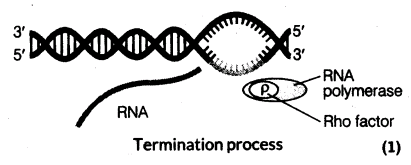 important-questions-for-class-12-biology-cbse-the-dna-and-rna-world-t-6-33