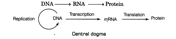 important-questions-for-class-12-biology-cbse-the-dna-and-rna-world-t-6-6