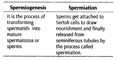 important-questions-for-class-12-biology-cbse-gametogenesis-t-32-13