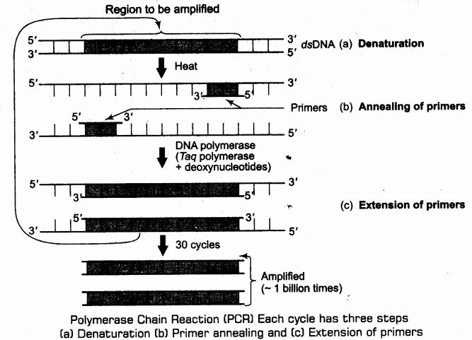 important-questions-for-class-12-biology-cbse-processes-of-recombinant-dna-technology-tp2-img 2jpg_Page1