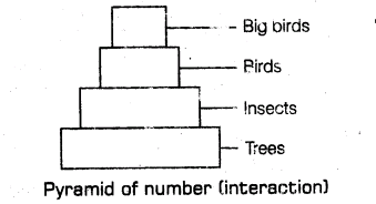 important-questions-for-class-12-biology-cbse-energy-flow-and-ecological-succession-t-14-13