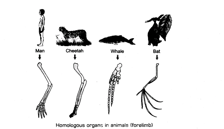 important-questions-for-class-12-biology-cbse-the-origin-of-life-and-evidences-of-evolution-t-7-2