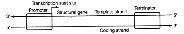 important-questions-for-class-12-biology-cbse-the-dna-and-rna-world-t-6-30