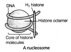 important-questions-for-class-12-biology-cbse-the-dna-and-rna-world-t-6-25