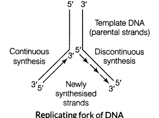 important-questions-for-class-12-biology-cbse-the-dna-and-rna-world-t-6-8