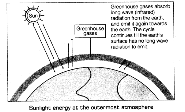 important-questions-for-class-12-biology-cbse-greenhouse-effect-ozone-depletion-and-deforestation-1