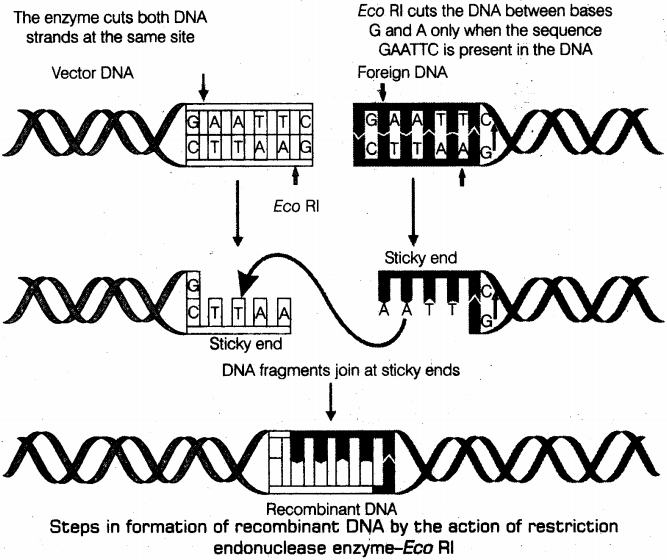 important-questions-for-class-12-biology-cbse-principles-of-biotechnology-and-tools-of-recombination-dna-technology-tp1-image 1jpg_Page1