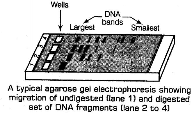important-questions-for-class-12-biology-cbse-principles-of-biotechnology-and-tools-of-recombination-dna-technology-tp1-image 2jpg_Page1