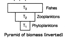 important-questions-for-class-12-biology-cbse-energy-flow-and-ecological-succession-t-14-10