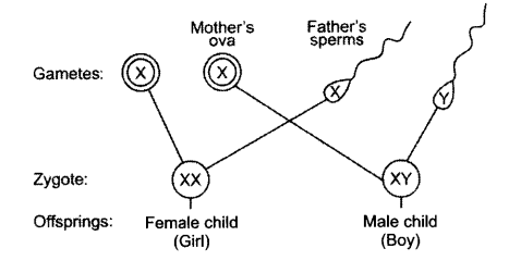 heredity-and-evolution-chapter-wise-important-questions-class-10-science-1
