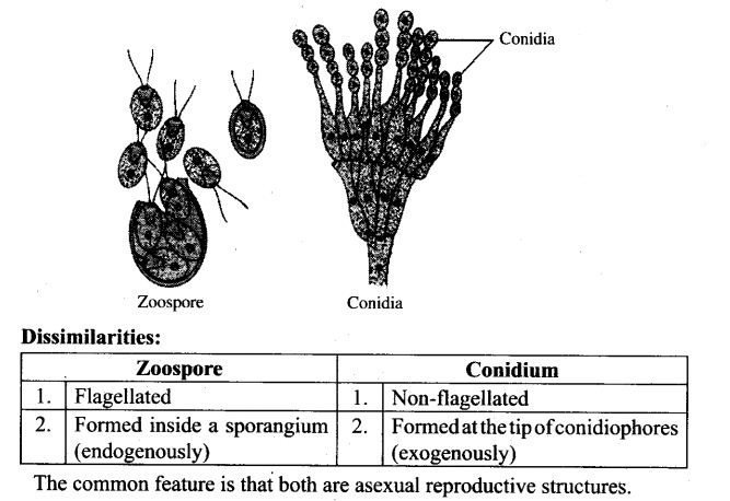 ncert-exemplar-problems-class-12-biology-reproduction-in-organisms-7