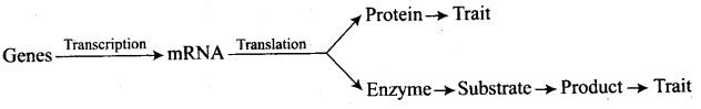 ncert-exemplar-problems-class-12-biology-principles-inheritance-variation-5