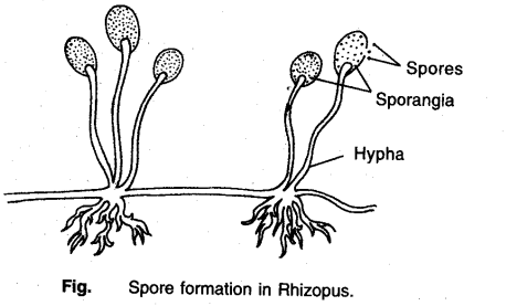 Spore Formation in Rhizopus - CBSE Class 10 Science Notes