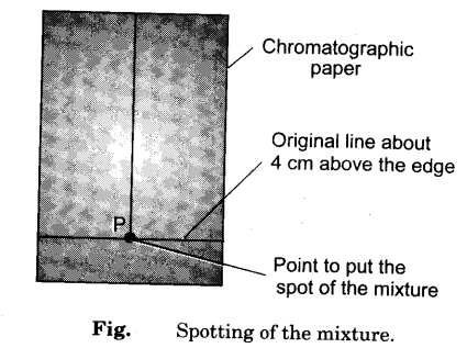 separate-coloured-components-present-mixture-red-blue-inks-ascending-paper-chromatography-1