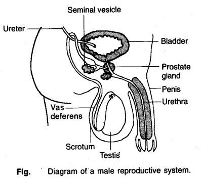 Diagram of a male reproductive system CBSE Class 10 notes for Science