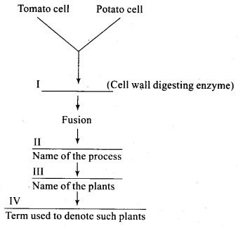 ncert-exemplar-problems-class-12-biology-strategies-enhancement-food-production-1