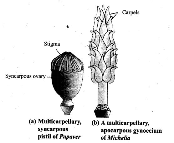 ncert-exemplar-problems-class-12-biology-sexual-reproduction-flowering-plants-12
