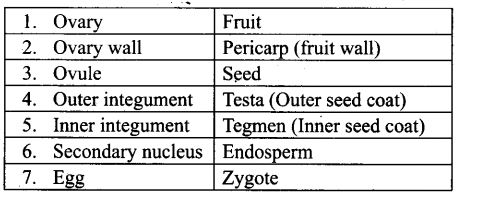 ncert-exemplar-problems-class-12-biology-sexual-reproduction-flowering-plants-3