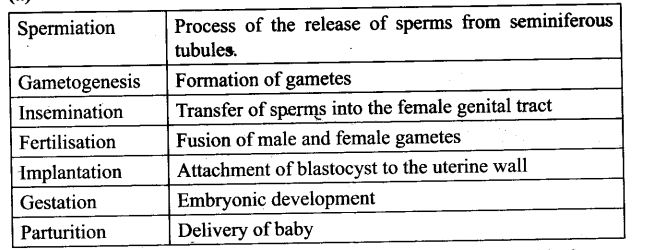 ncert-exemplar-problems-class-12-biology-human-reproduction-1