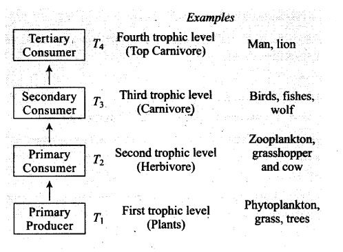ncert-exemplar-problems-class-12-biology-ecosystem-1