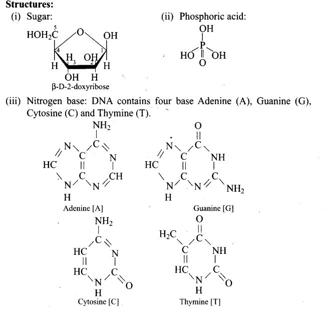 ncert-exemplar-problems-class-12-chemistry-biomolecules-49