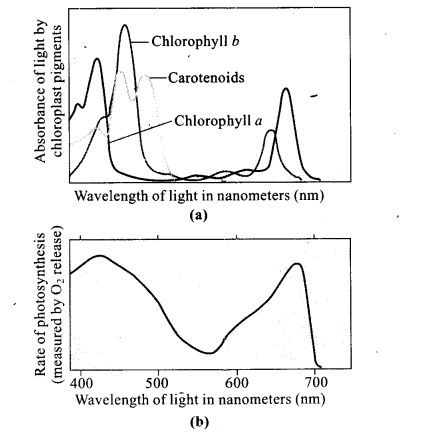 ncert-exemplar-problems-class-11-chapter-13-photosynthesis-in-higher-plants-9